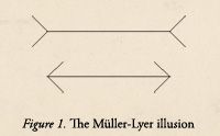 Muller-Lyer